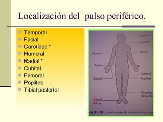 Localización del  pulso periférico. Temporal Facial Carotídeo * Humeral Radial * Cubital Femoral Popliteo Tibial posterior 