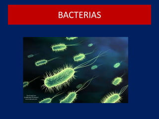 BACTERIAS
 