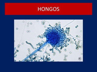 HONGOS
 