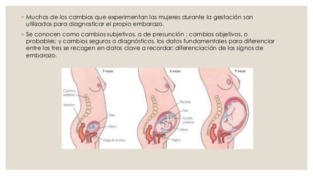 Resultado de imagen para lo que experimenta el ser nuevo durante el embarazo