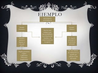 EJEMPLOd SENTIDOS
EXTERNOS
Sentido
Gustativo
Son los mas
antiguos que
han posibilitado
la evolución del
hombre y la
sobrevivencia de
la especie
Sentido
Olfativo
Papilas gustativas
4 tipos:
Califormes
Filiformes
fungiformes
Sentidos
químicos
leguaje es
una piel
pilosa
Es una cámara
de calefacción es
aquella que
calienta el aire
del medio
externo
Su órgano
principal es
la pituitaria
principal
 