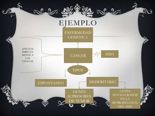 EJEMPLO
CANCER SIDA
GENES
INVOLUCRADOS
EN LA
REPRODUCCION
DEL ADN
GENES
SUPRESORES
DE TUMOR
HEDERITARIOESPONTANEO
ENFERMEDAD
GENETICA
TIPOS
AFECTAN
DIRECTA
MENTE A
LAS
CELULAS
 