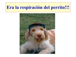 Era la respiración del perrito!!! 