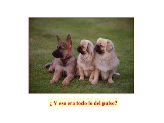 ¿ Y eso era todo lo del pulso? 