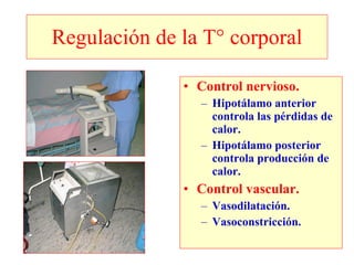 Regulación de la T° corporal Control nervioso. Hipotálamo anterior controla las pérdidas de calor. Hipotálamo posterior controla producción de calor. Control vascular. Vasodilatación. Vasoconstricción. 