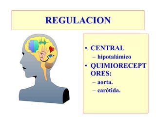 REGULACION

      • CENTRAL
       – hipotalámico
      • QUIMIORECEPT
        ORES:
       – aorta.
       – carótida.
 