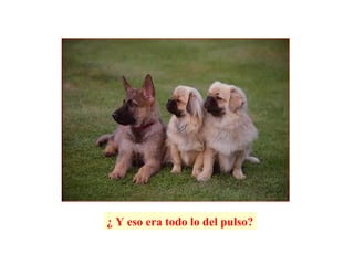 ¿ Y eso era todo lo del pulso?
 