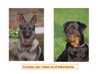 Gracias, nos vemos en el laboratorio.
 