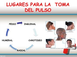 LUGARES PARA LA TOMA
      DEL PULSO
 