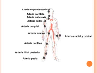 Arteria temporal superficial

Arteria carótida
Arteria subclavia
Arteria axilar
Arteria braquial
Arteria femoral
Arterias radial y cubital
Arteria poplítea

Arteria tibial posterior
Arteria pedia

 