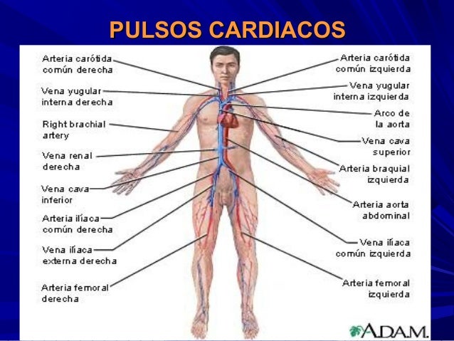 Signos vitales