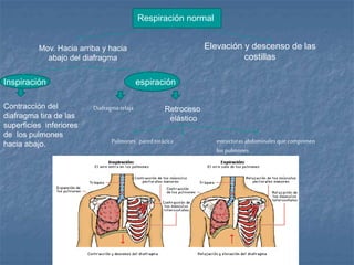 Respiración normal 
Mov. Hacia arriba y hacia 
abajo del diafragma 
Elevación y descenso de las 
costillas 
Inspiración espiración 
Contracción del 
diafragma tira de las 
superficies inferiores 
de los pulmones 
hacia abajo. 
Retroceso 
elástico 
Diafragma relaja 
Pulmones pared torácica estructuras abdominales que comprimen 
los pulmones 
 