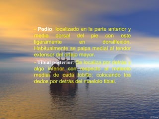 - Pedio: localizado en la parte anterior y
media dorsal del pie con este
ligeramente en dorsiflexión.
Habitualmente se palpa medial al tendor
extensor del ortejo mayor.
- Tibial posterior: Se localiza por detrás y
algo inferior con respecto al maleolo
medial de cada tobillo; colocando los
dedos por detrás del maelolo tibial.
 