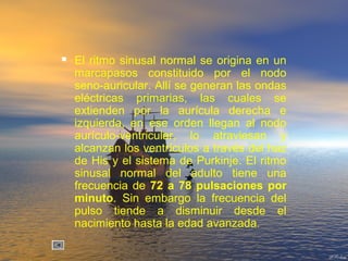  El ritmo sinusal normal se origina en un
marcapasos constituido por el nodo
seno-auricular. Allí se generan las ondas
eléctricas primarias, las cuales se
extienden por la aurícula derecha e
izquierda, en ese orden llegan al nodo
aurículo-ventricular, lo atraviesan y
alcanzan los ventrículos a través del haz
de His y el sistema de Purkinje. El ritmo
sinusal normal del adulto tiene una
frecuencia de 72 a 78 pulsaciones por
minuto. Sin embargo la frecuencia del
pulso tiende a disminuir desde el
nacimiento hasta la edad avanzada.
 