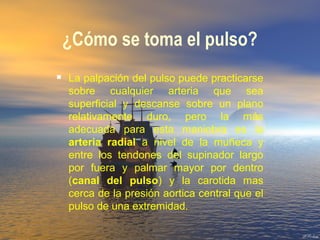 ¿Cómo se toma el pulso?
 La palpación del pulso puede practicarse
sobre cualquier arteria que sea
superficial y descanse sobre un plano
relativamente duro, pero la más
adecuada para esta maniobra es la
arteria radial a nivel de la muñeca y
entre los tendones del supinador largo
por fuera y palmar mayor por dentro
(canal del pulso) y la carotida mas
cerca de la presión aortica central que el
pulso de una extremidad.
 