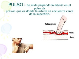PULSO: Se mide palpando la arteria en el
pulso de
presión que es donde la arteria se encuentra cerca
de la superficie.
 