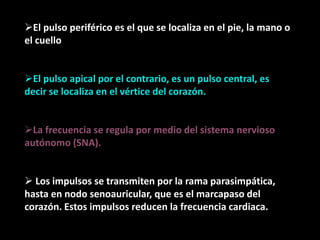 El pulso periférico es el que se localiza en el pie, la mano o
el cuello
El pulso apical por el contrario, es un pulso central, es
decir se localiza en el vértice del corazón.
La frecuencia se regula por medio del sistema nervioso
autónomo (SNA).
 Los impulsos se transmiten por la rama parasimpática,
hasta en nodo senoauricular, que es el marcapaso del
corazón. Estos impulsos reducen la frecuencia cardiaca.
 
