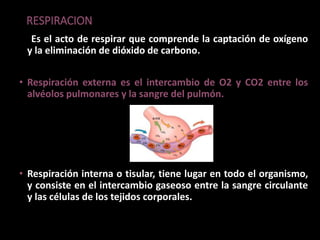 RESPIRACION
Es el acto de respirar que comprende la captación de oxígeno
y la eliminación de dióxido de carbono.
• Respiración externa es el intercambio de O2 y CO2 entre los
alvéolos pulmonares y la sangre del pulmón.
• Respiración interna o tisular, tiene lugar en todo el organismo,
y consiste en el intercambio gaseoso entre la sangre circulante
y las células de los tejidos corporales.
 