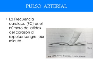 PULSO ARTERIAL
• La Frecuencia
cardiaca (FC) es el
número de latidos
del corazón al
expulsar sangre, por
minuto
 