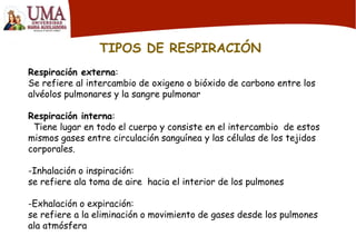 TIPOS DE RESPIRACIÓN
Respiración externa:
Se refiere al intercambio de oxigeno o bióxido de carbono entre los
alvéolos pulmonares y la sangre pulmonar
Respiración interna:
Tiene lugar en todo el cuerpo y consiste en el intercambio de estos
mismos gases entre circulación sanguínea y las células de los tejidos
corporales.
-Inhalación o inspiración:
se refiere ala toma de aire hacia el interior de los pulmones
-Exhalación o expiración:
se refiere a la eliminación o movimiento de gases desde los pulmones
ala atmósfera
 