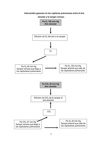 21
Intercambio gaseoso en los capilares pulmonares entre el aire
alveolar y la sangre venosa.
Pa O2 100 mm Hg
Aire alveolar
Difusión de O2 del aire a la sangre
O2
Pa O2 40 mm Hg
Sangre venosa que llega a
los capitulares pulmonares
Pa O2 100 mm Hg
Sangre arterial que sale de
los capitulares pulmonares
Pa CO2 40 mm Hg
Aire alveolar
Difusión de CO2 de la sangre al
aire alveolar
Pa CO2 47 mm Hg
Sangre venosa que llega a
los capitulares pulmonares
Pa O2 40 mm Hg
Sangre arterial que sale de
los capitulares pulmonares
CO2
 