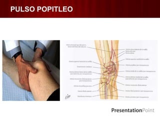 PULSO POPITLEO