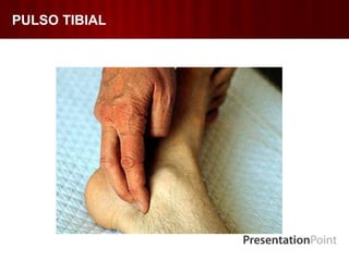 PULSO TIBIAL