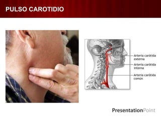 PULSO CAROTIDIO