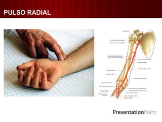 PULSO RADIAL