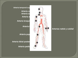 Arteria temporal superficial

          Arteria carótida
          Arteria subclavia
           Arteria axilar

     Arteria braquial

            Arteria femoral
                                Arterias radial y cubital

        Arteria poplítea


Arteria tibial posterior

       Arteria pedia
 