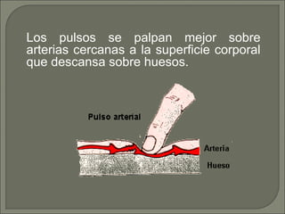 Los pulsos se palpan mejor sobre
arterias cercanas a la superficie corporal
que descansa sobre huesos.
 