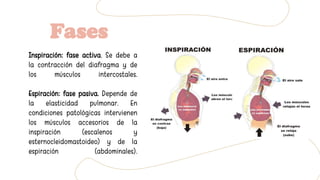 Fases
Inspiración: fase activa. Se debe a
la contracción del diafragma y de
los músculos intercostales.
Espiración: fase pasiva. Depende de
la elasticidad pulmonar. En
condiciones patológicas intervienen
los músculos accesorios de la
inspiración (escalenos y
esternocleidomastoideo) y de la
espiración (abdominales).
 