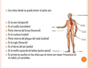 

Los sitios donde se puede tomar el pulso son :

En la sien (temporal)
 En el cuello (carotídeo)
 Parte interna del brazo (humeral)
 En la muñeca (radial)
 Parte interna del pliegue del codo (cubital)
 En la ingle (femoral)
 En el dorso del pie (pedio)
 En la tetilla izquierda de bebes (pulso apical)
 En primeros auxilios en los sitios que se toma con mayor frecuencia es
el radial y el carotídeo.


 