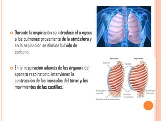 



Durante la inspiración se introduce el oxigeno
a los pulmones proveniente de la atmósfera y
en la espiración se elimina bióxido de
carbono.

En la respiración además de los órganos del
aparato respiratorio, intervienen la
contracción de los músculos del tórax y los
movimientos de las costillas.

 