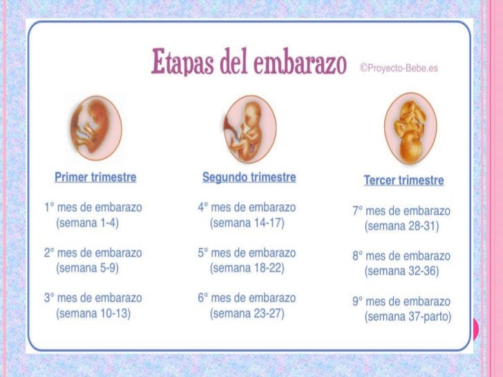 Signos Y Signos Y