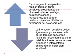 Estos segmentos espinales
reciben también fibras
sensitivas procedentes de
otras estructuras: esófago,
estructuras óseas y
musculares, que pueden
producir molestias difíciles de
diferenciar del dolor cardíaco.

      La inervación sensitiva de los
      ligamentos y músculos de la
      pared torácica convergen
      hacia las raíces dorsales de la
      médula a través de los nervios
      cutáneos e intercostales
      originando un dolor bien
      localizado.
 