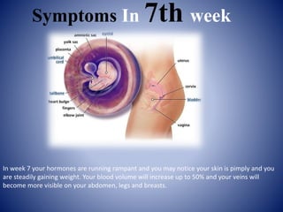Signs And Symptoms Of 24 Weeks Pregnant - What to Expect Now