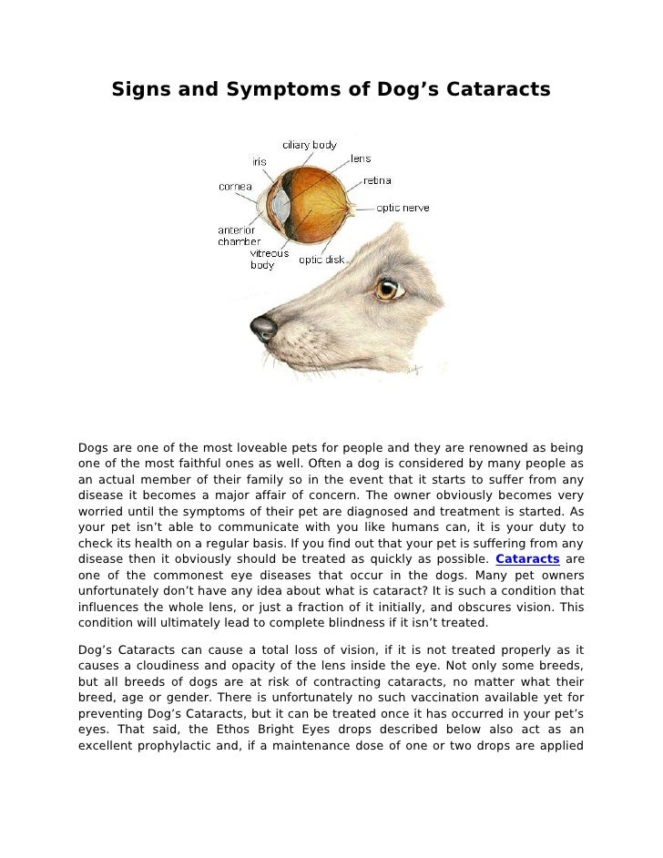 Signs and symptoms of dog’s cataracts