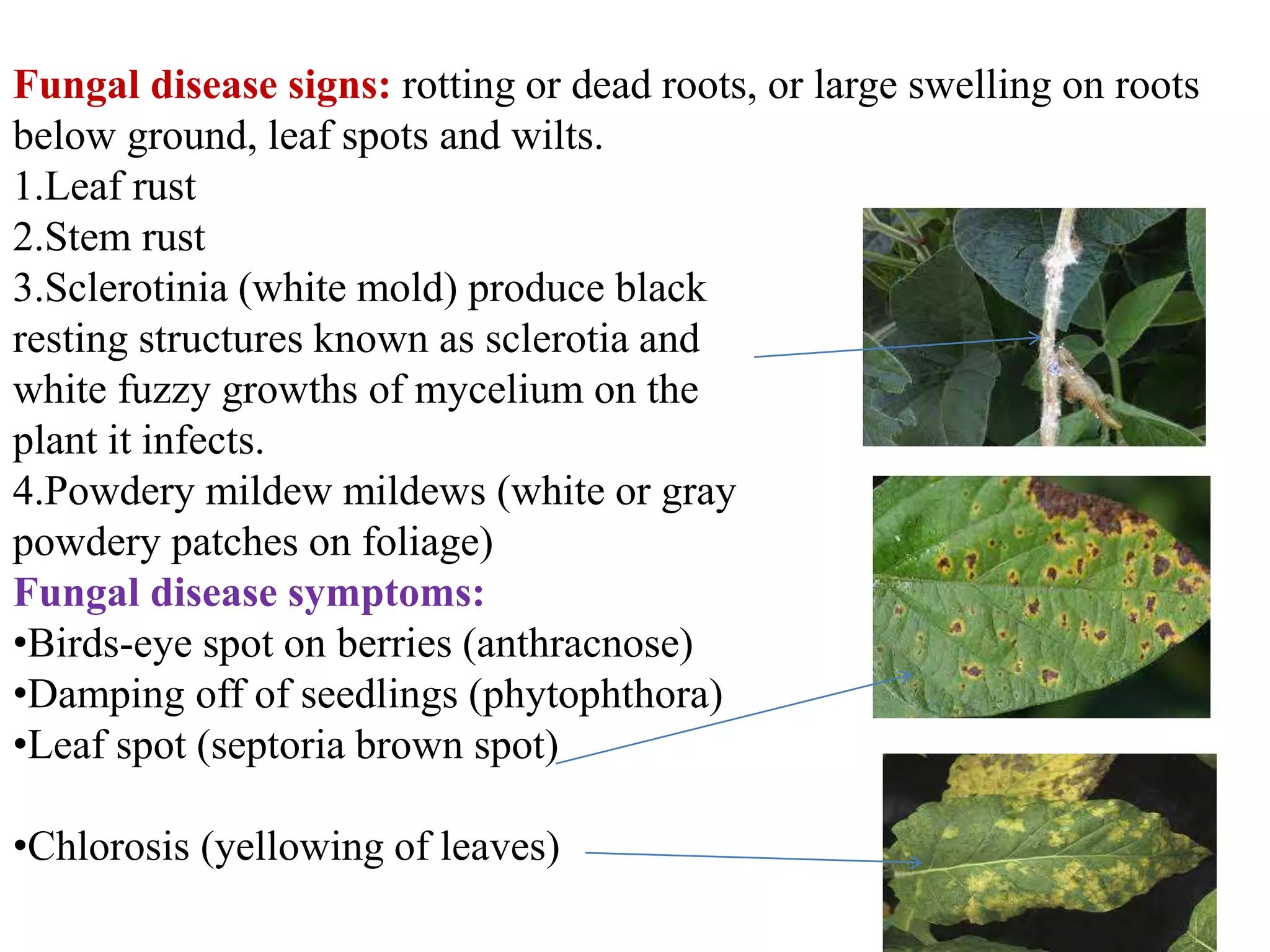 Signs And Symptoms Of Plant Disease PPTX signs-and-symptoms-of-plant-disease-pptx