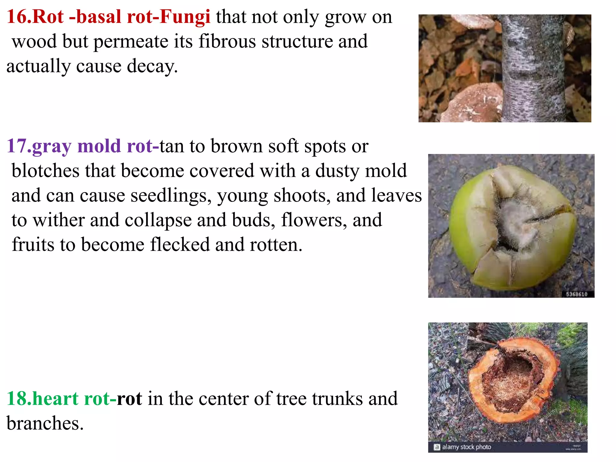 Signs and symptoms of plant disease | PPTX