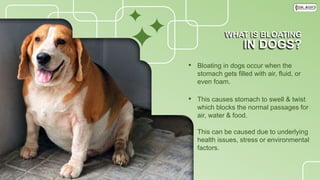 Signs of Bloating in Dogs & Ways to Prevent it PPTX
