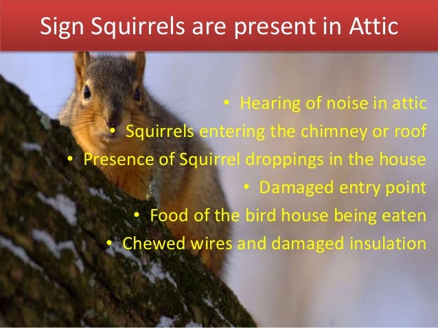 Signs of Squirrels in Attic