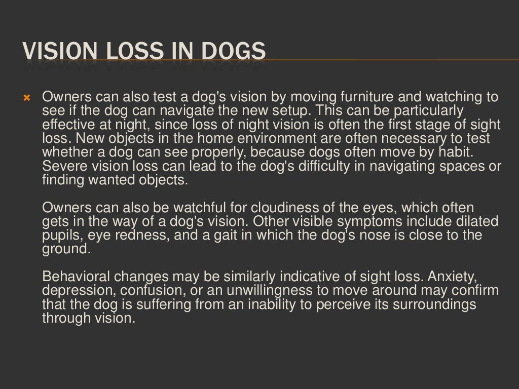 Signs of Vision Loss in Dogs