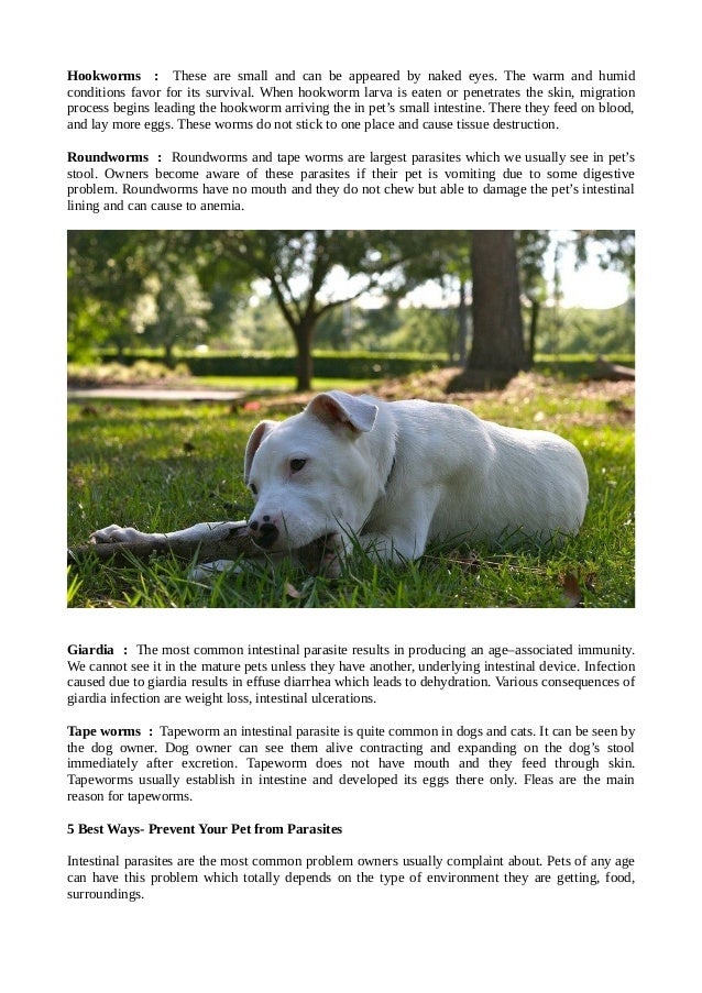 Sign & Symptoms of Worms in Pets 401 warden Pet