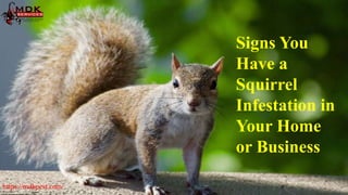Signs You
Have a
Squirrel
Infestation in
Your Home
or Business
https://mdkpest.com/
 