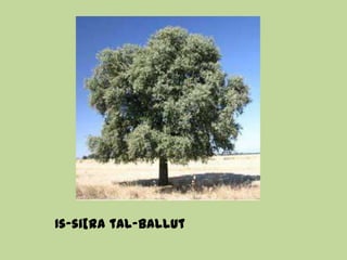 Is-si[ra tal-ballut
 