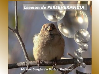 Lección de PERSEVERANCIA 
Música: Songbird – Barbra Streisand 
 