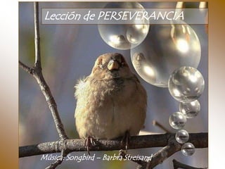 Lección de PERSEVERANCIA




Música: Songbird – Barbra Streisand
 
