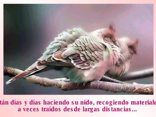 Están días y días haciendo su nido, recogiendo materiales  a veces traídos desde largas distancias... 