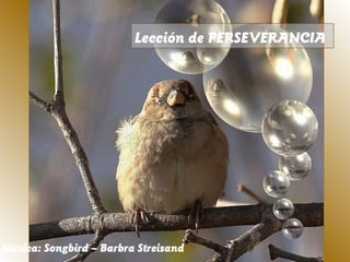 Lección de PERSEVERANCIA
Música: Songbird – Barbra Streisand
 